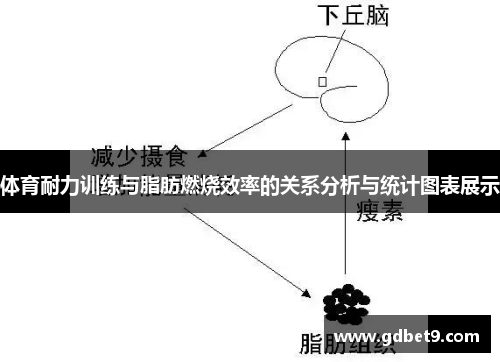 体育耐力训练与脂肪燃烧效率的关系分析与统计图表展示